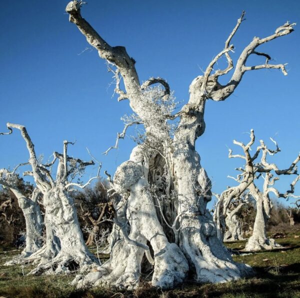 Il Campo Dei Giganti